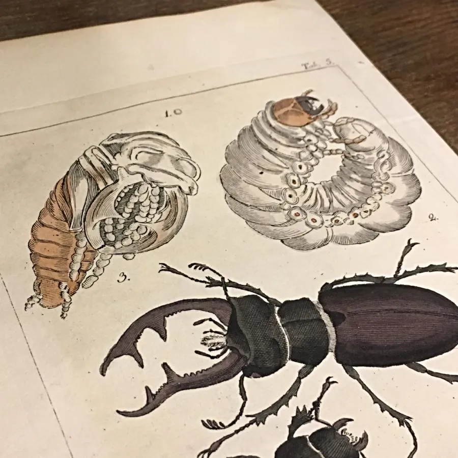 Beetle Original Antique Vintage Illustration Print